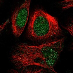 SEL1L3 Antibody, Novus Biologicals:Antibodies:Primary Antibodies